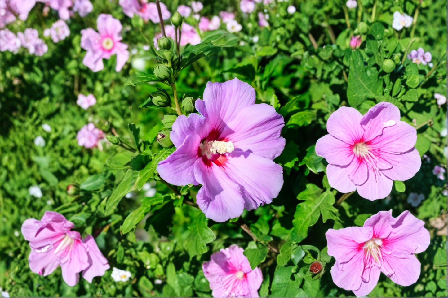 Rose of Sharon Live Bare Root Plants – 2 Pack – 30" Tall – Hibiscus syriacus – Zones 5–9