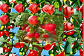 Pomegranate 7 Cuttings – Punica granatum