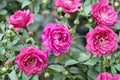 Chang Xiangsi Rose Live Plant – Red Pink Fragrant Cut Rose
