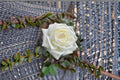Jeanne Moreau Rose Live Plant – Super Fragrant Repeat Blooming Rose