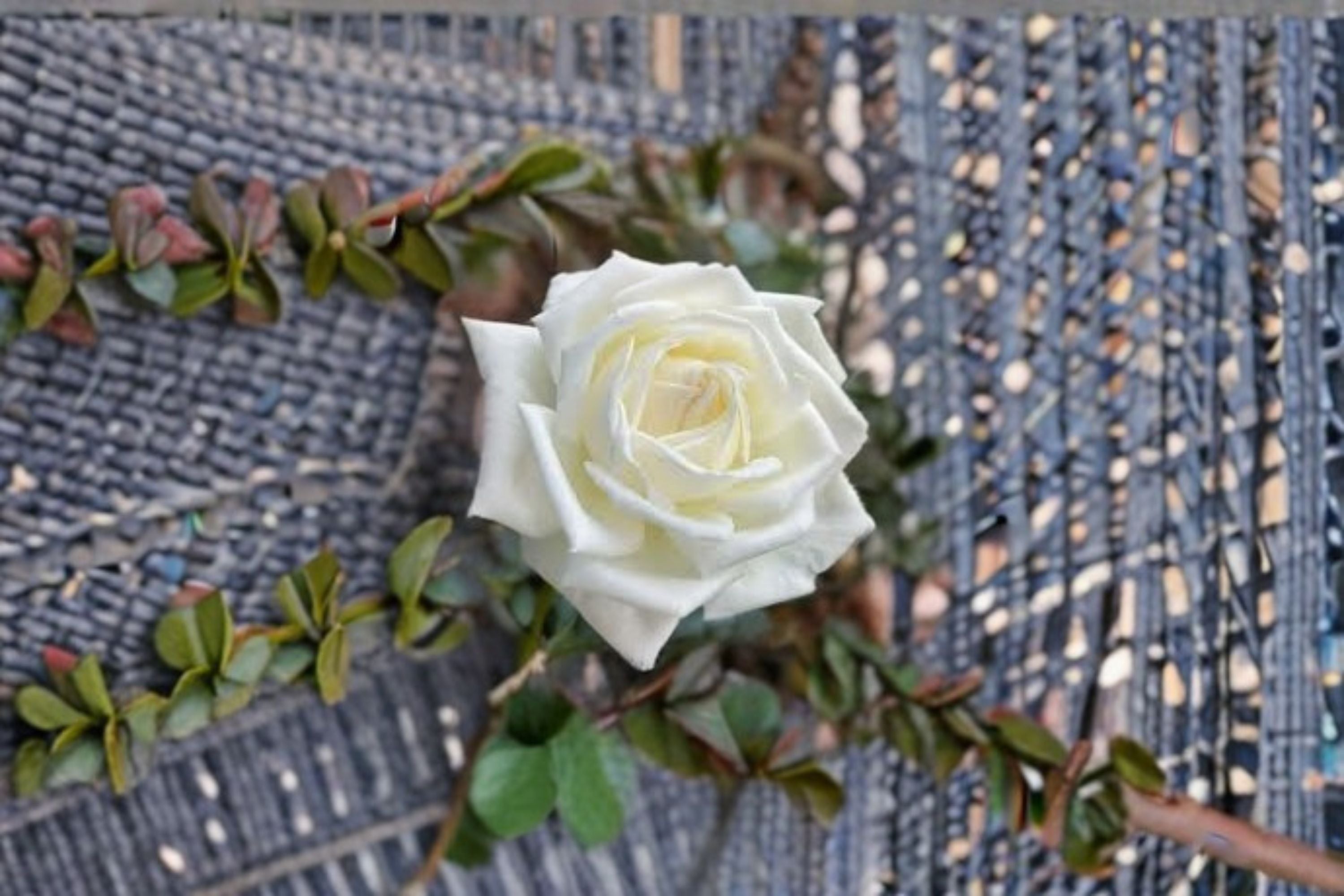 Jeanne Moreau Rose Live Plant – Super Fragrant Repeat Blooming Rose