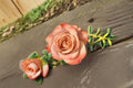 Cappuccino Rose Live Plant – Repeat Blooming Cut Rose