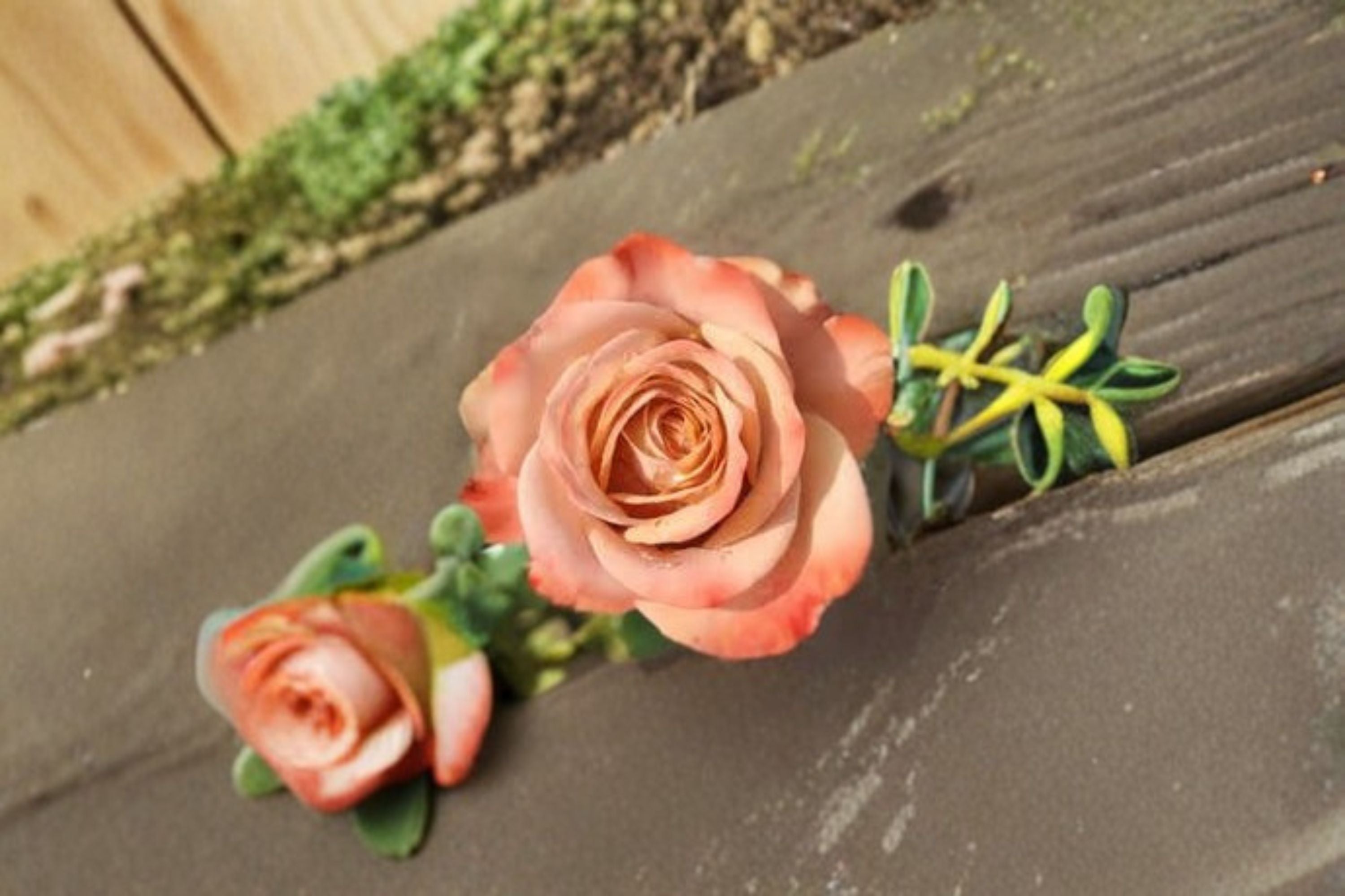Cappuccino Rose Live Plant – Repeat Blooming Cut Rose