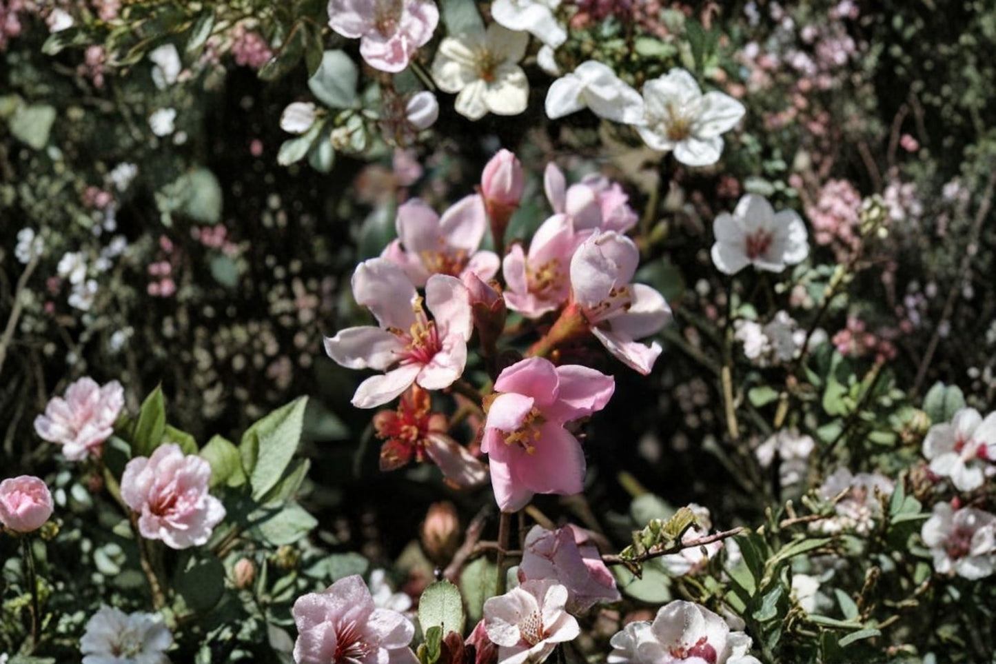 Indian Hawthorne Pink Dancer 7 Unrooted 6 Inch Cuttings – Rhaphiolepis indica