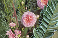 Chocolate Romantic Rose Live Plant – Vintage Pink Purple Rose