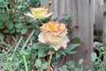 Stylist Rose Live Plant – Apricot Pink Cut Rose