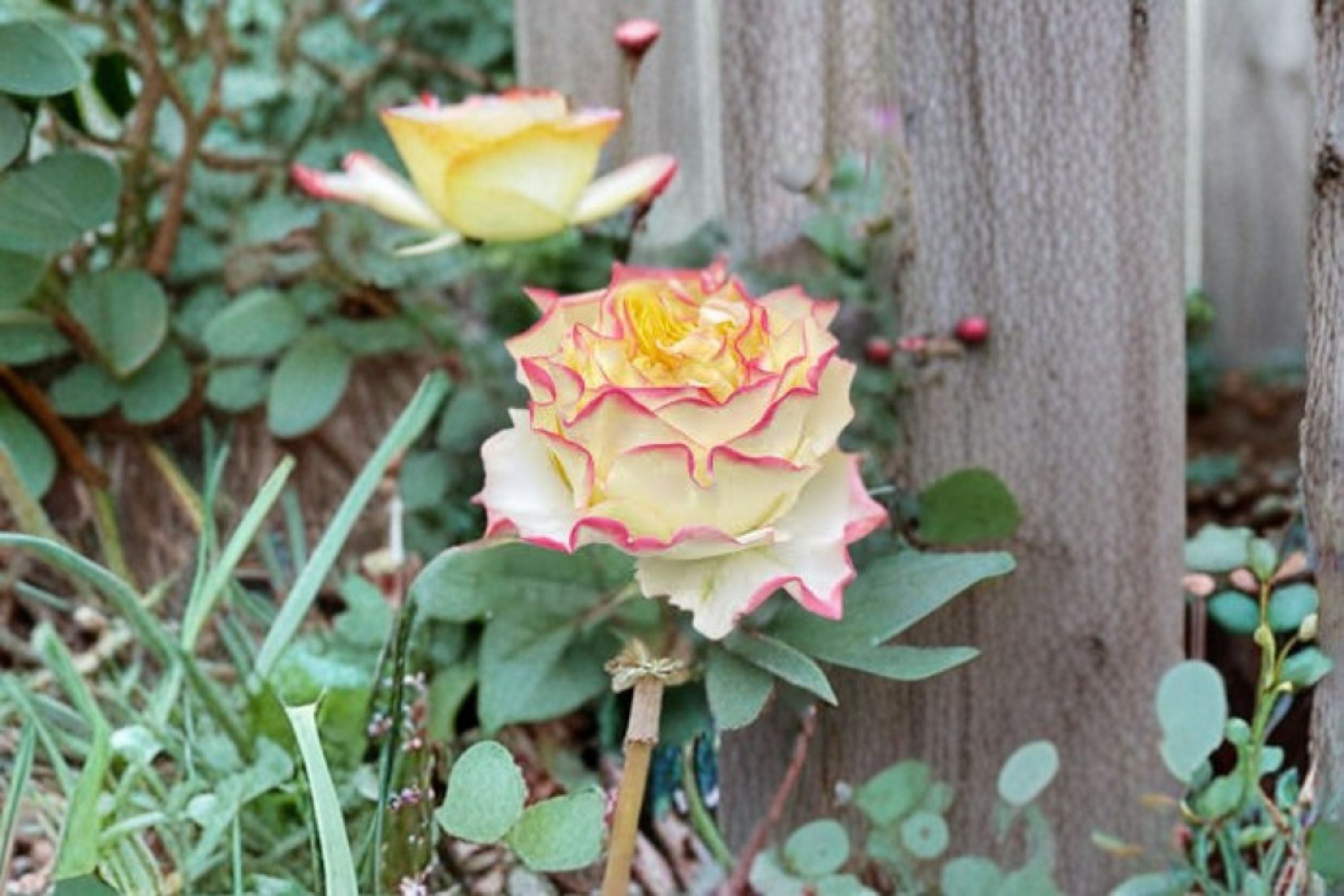 Stylist Rose Live Plant – Apricot Pink Cut Rose