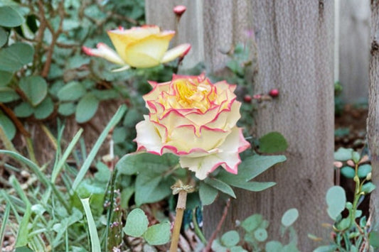 Stylist Rose Live Plant – Apricot Pink Cut Rose