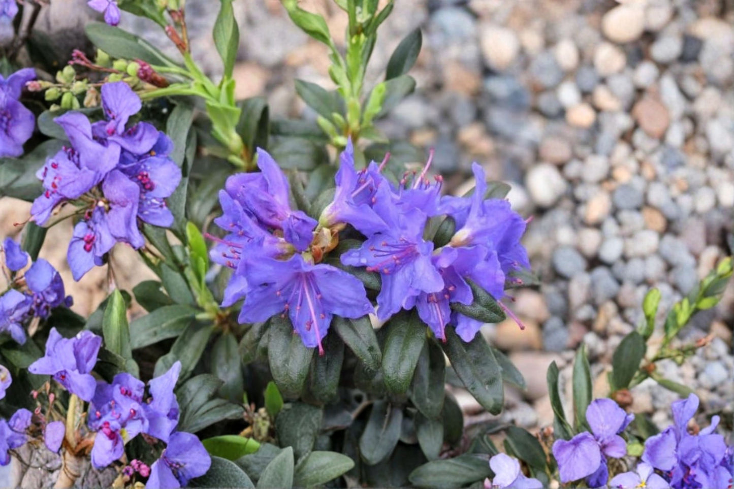 Blue Baron Rhododendron Live Starter Plant – L7 Pot – Rhododendron 'Blue Baron'