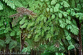 Baby Tooth Moss 1 Plant – Plagiomnium cuspidatum