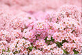 Dwarf Pink Sweet Alyssum Seeds Lobularia maritima Pink Flower Seeds Annual Ground Cover Garden Planting 100 Seeds