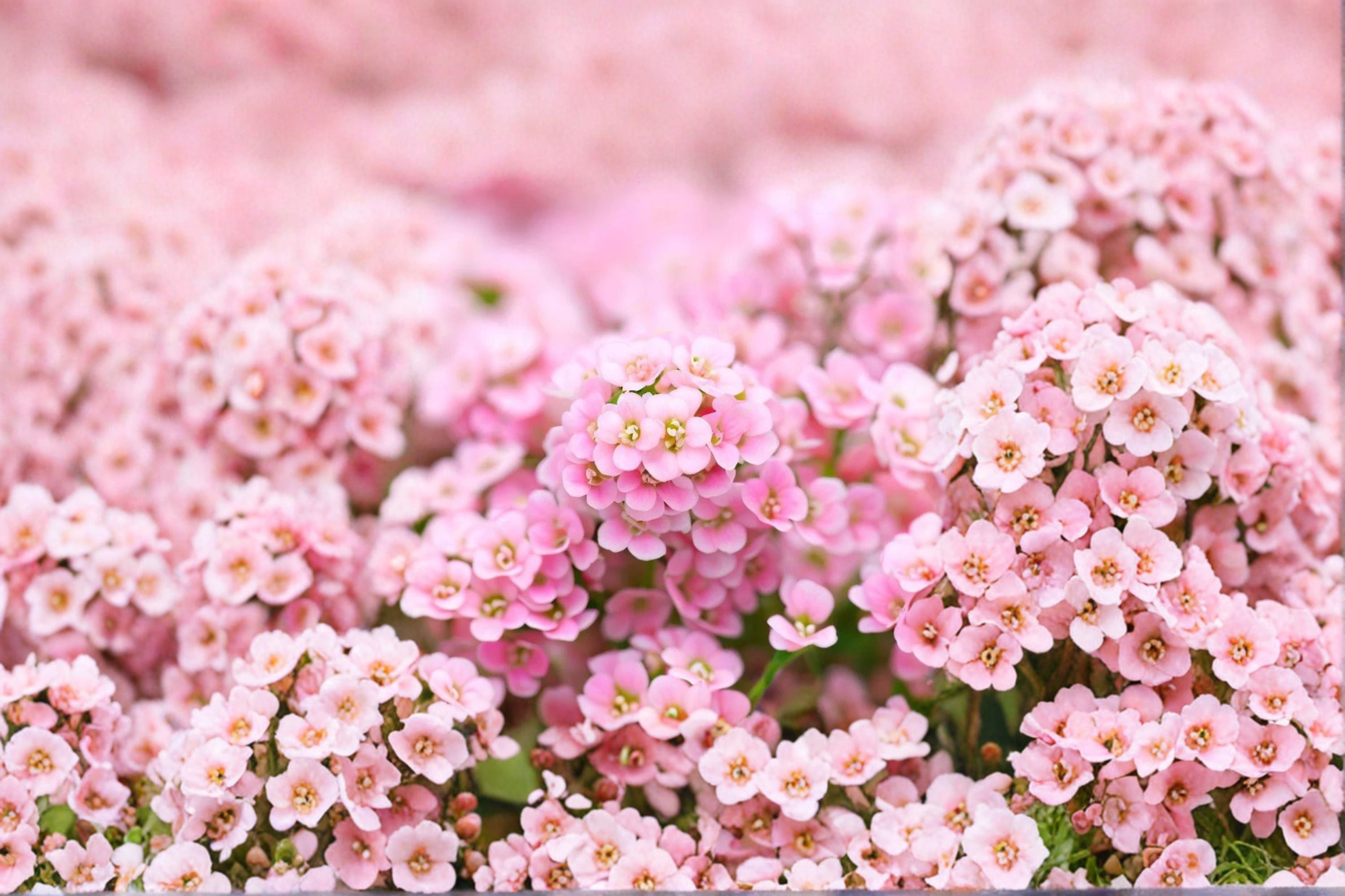 Dwarf Pink Sweet Alyssum Seeds Lobularia maritima Pink Flower Seeds Annual Ground Cover Garden Planting 100 Seeds
