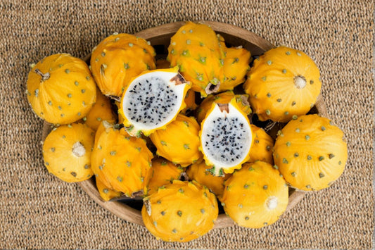 Yellow Dragon Fruit Live Plant – 3–6" Tall – Tropical Cactus Vine – Selenicereus spp.