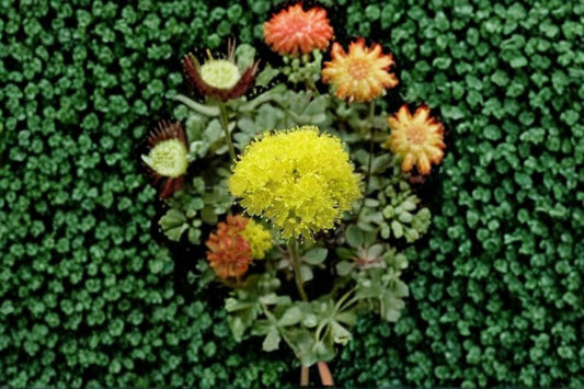 Sulfurflower Buckwheat Seeds Eriogonum umbellatum Yellow Native Wildflower Seeds Perennial Garden Planting 100 Seeds