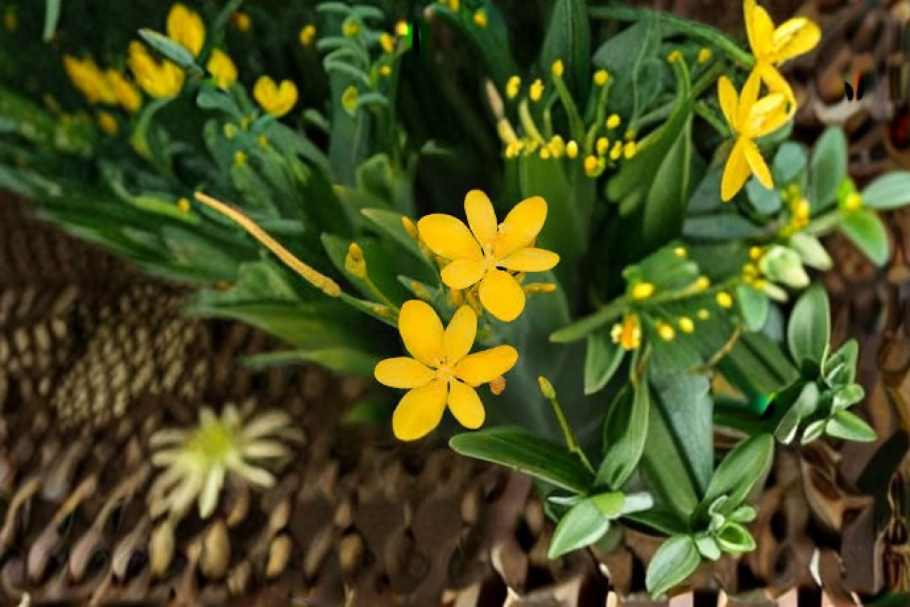 Yellow Blackberry Lily Live Plant – Belamcanda chinensis Lily
