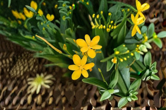 Yellow Blackberry Lily Live Plant – Belamcanda chinensis Lily