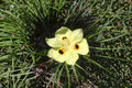 Yellow African Iris Live Plant – Evergreen Flowering Perennial