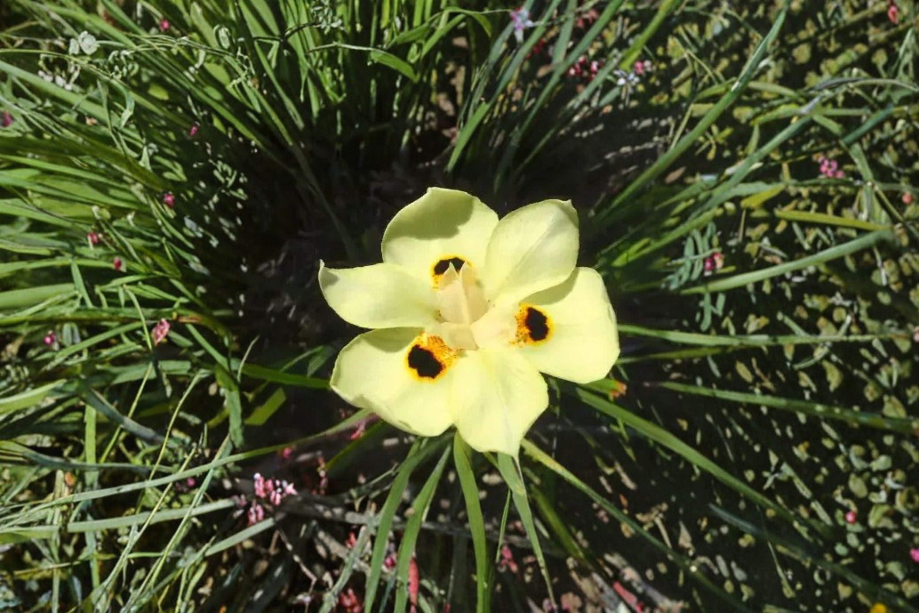 Yellow African Iris Live Plant – Evergreen Flowering Perennial