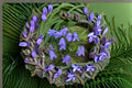 Harebells Seeds Campanula Rotundifolia Blue Wildflower Perennial Garden Meadow Plant Delicate Bell Flower 100 Seeds