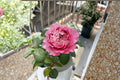All Four Cherry Blossom Rose Live Plant – Pink Repeat Bloom Garden Rose