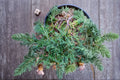 Bar Harbor Juniper 1 Plant – Juniperus horizontalis ‘Bar Harbor’