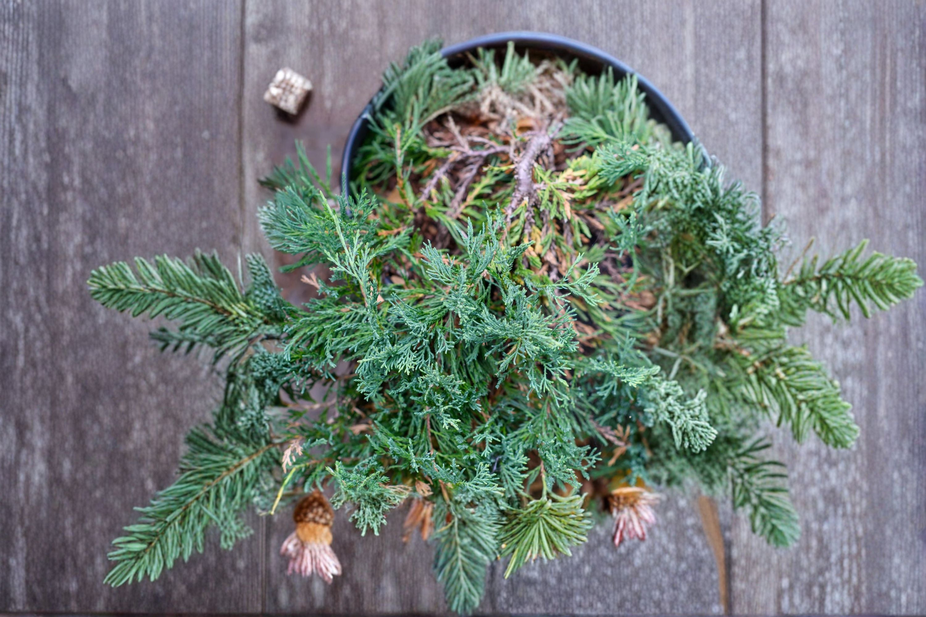 Bar Harbor Juniper 1 Plant – Juniperus horizontalis ‘Bar Harbor’