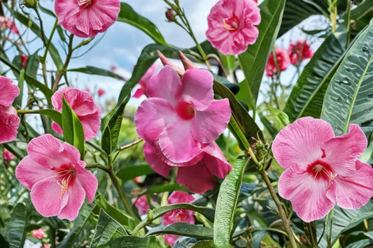Pink Mandevilla Vine Live Plant – Flowering Climbing Ornamental