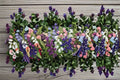 Campanula Champion II 1 Plant – Campanula medium
