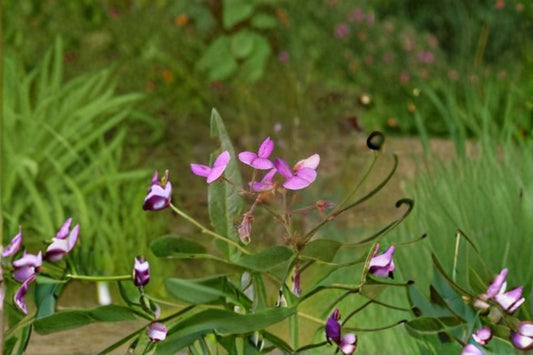 Panicledleaf Ticktrefoil Seeds Desmodium paniculatum Native Wildflower Seeds Perennial Garden Planting Seeds