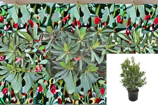 Japanese Blueberry 1 Plant – Elaeocarpus decipiens