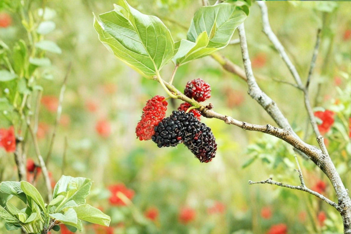 Red Mulberry Live Plant – 4–6" Tall – No Pot – Morus rubra Fruit Tree