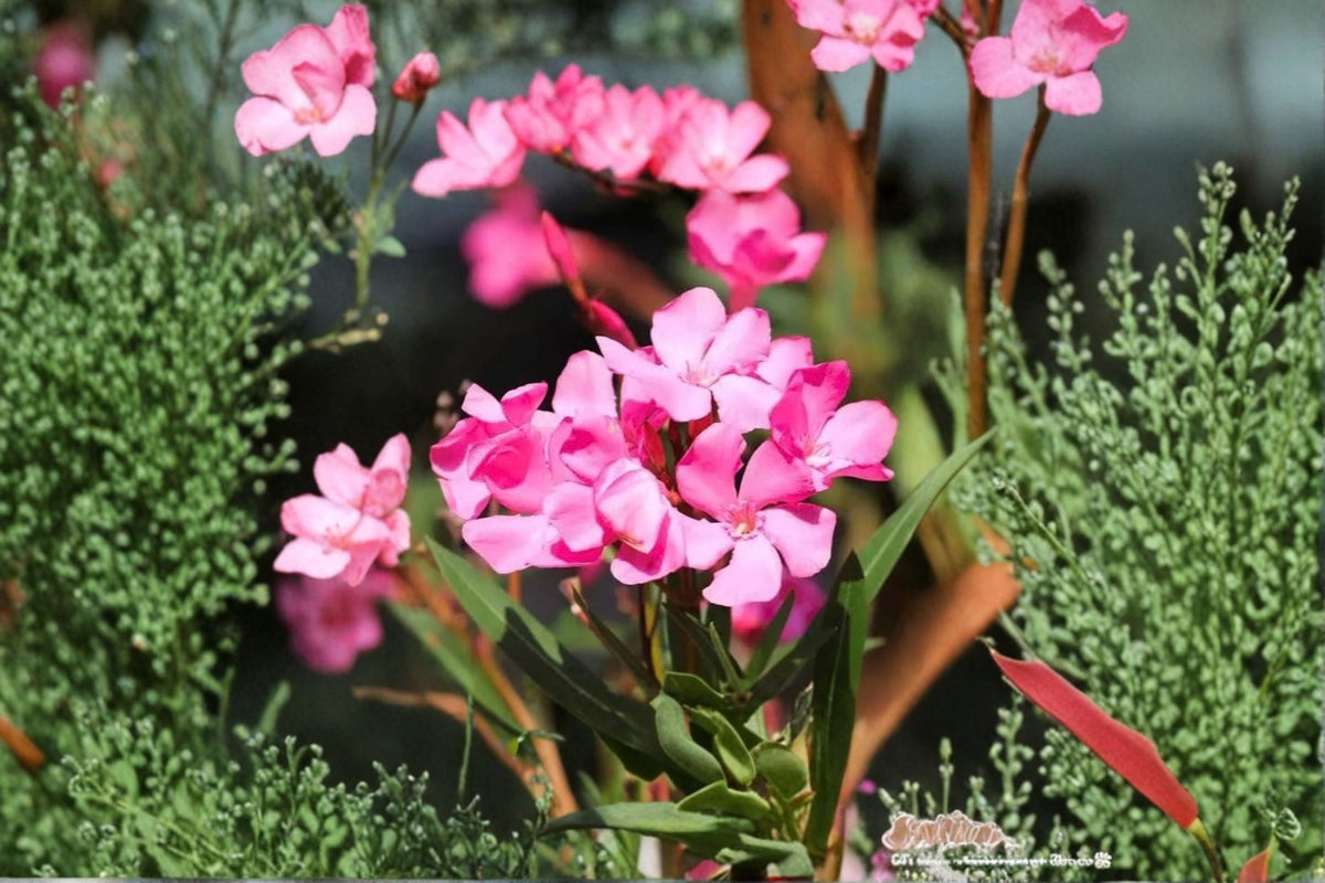 7 Pink Oleander Cuttings | Nerium Oleander | 6 Inch Unrooted Live Cuttings | Pink Flowering Shrub | Oleander Plant Propagation