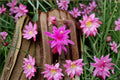 Aporocactus CandyFloss 3 Cuttings – Aporophyllum hybrids