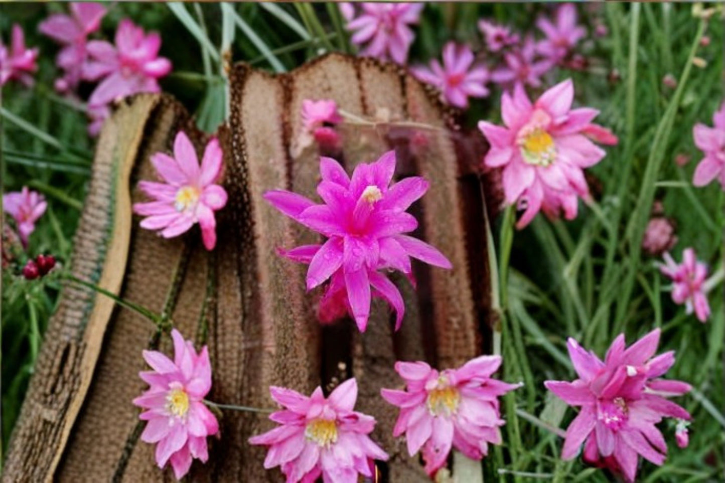 Aporocactus CandyFloss 3 Cuttings – Aporophyllum hybrids