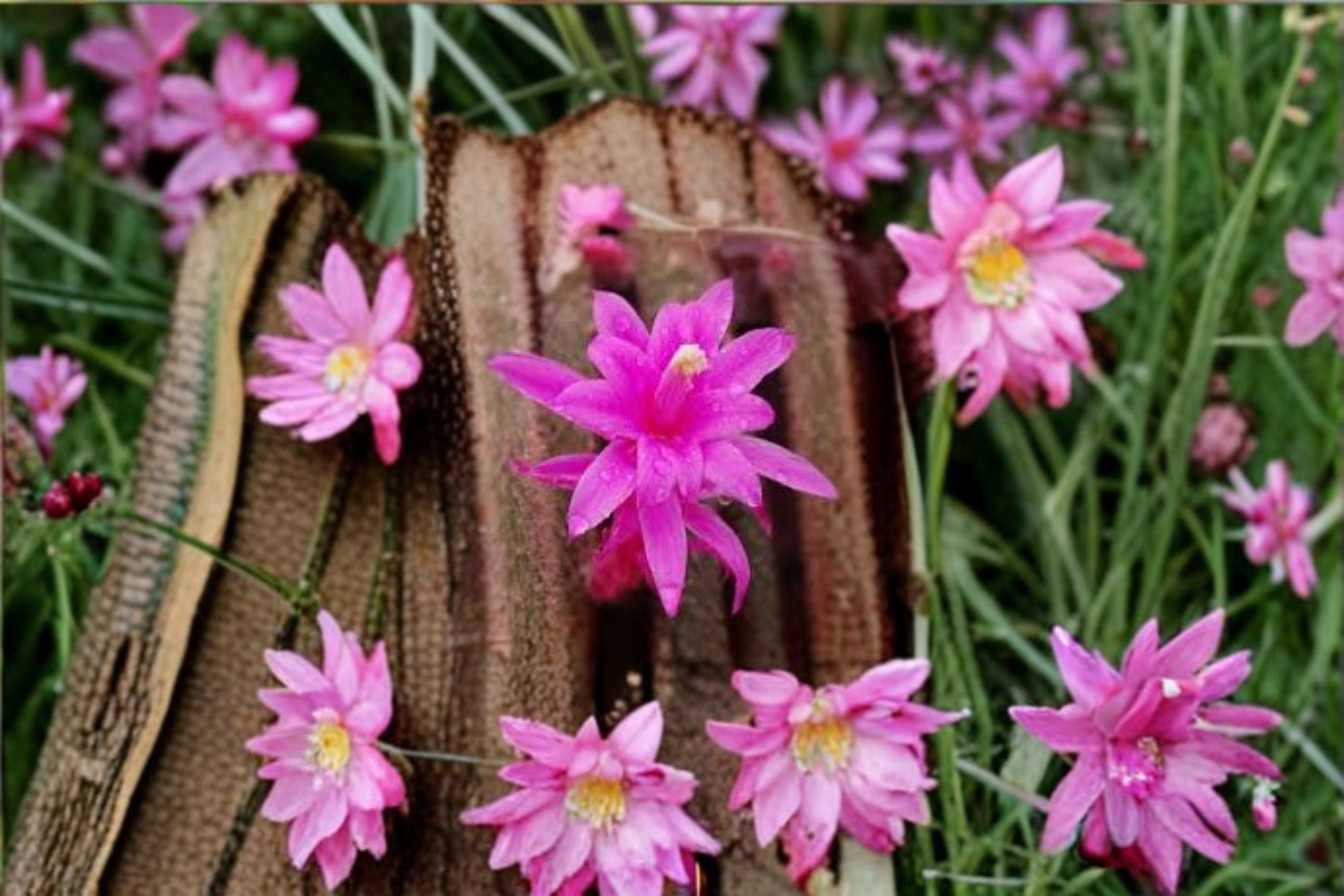 Aporocactus CandyFloss 3 Cuttings – Aporophyllum hybrids