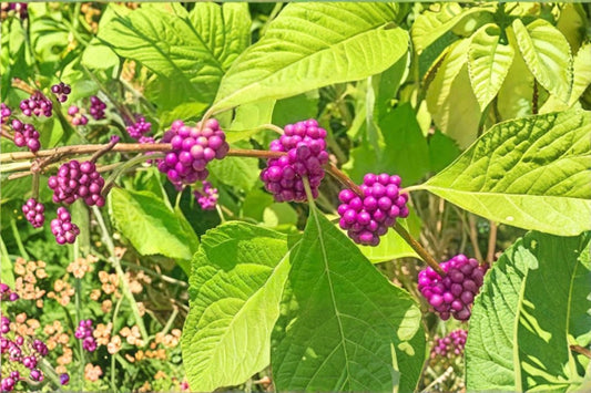 8+ American Beautyberry Cuttings | Fresh Live Cuttings | No Roots | Beautyberry Propagation | Berry Bush Cuttings | Plant Propagation