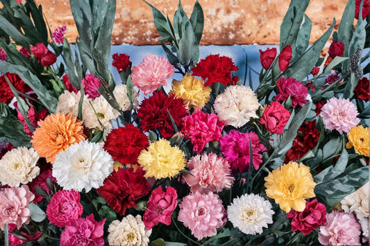 Grenadin Mix Carnation Live Plug Plants – 4 Plants – Dianthus caryophyllus
