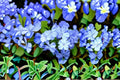 Dwarf Plumbago 1 Plant – Ceratostigma plumbaginoides