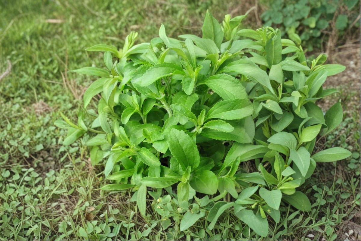 Stevia Live Plant | Stevia Herb Plant | Natural Sweet Herb | Outdoor Garden Plant | Full Sun Herb | Stevia rebaudiana | Zone 9