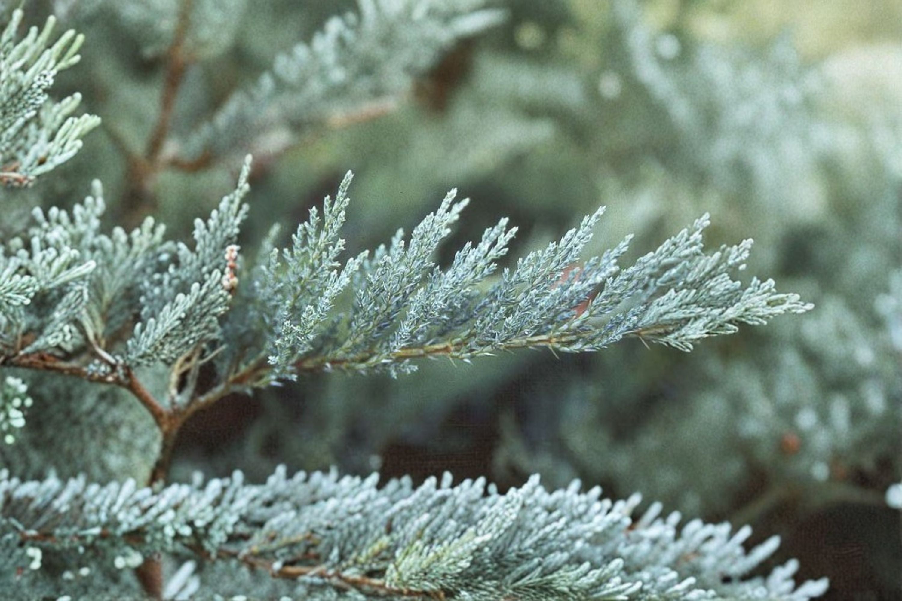 Tamarix Juniper 1 Plant – Juniperus sabina ‘Tamariscifolia’