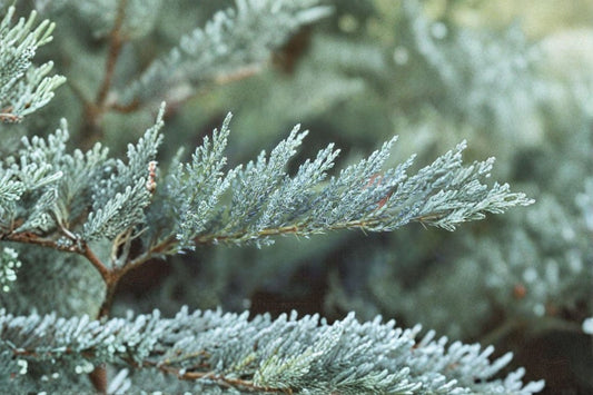Tamarix Juniper 1 Plant – Juniperus sabina ‘Tamariscifolia’