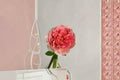 Moulin De La Galette Rose Live Plant – Salmon Pink Climbing Garden Rose
