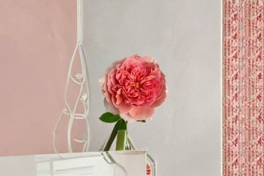 Moulin De La Galette Rose Live Plant – Salmon Pink Climbing Garden Rose
