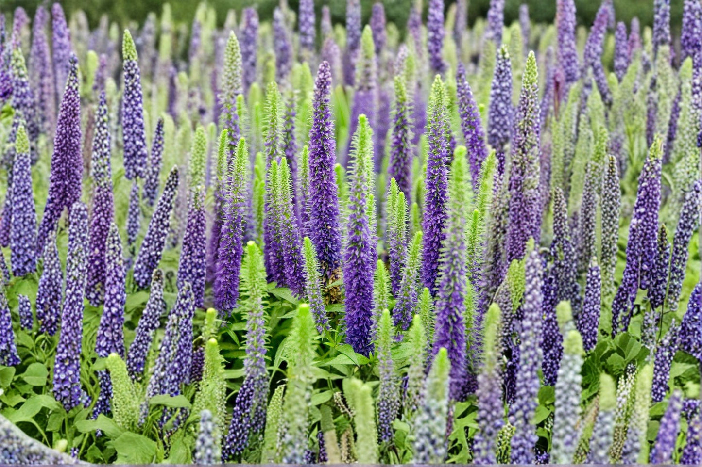 Veronica Speedwell Live Plug Plant – Well Rooted Perennial – Pink Flowering Veronica
