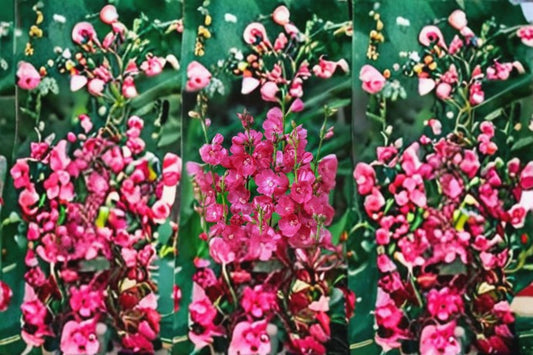 Miniature Hollyhocks 2 Live Bare Root Plants – Red-Pink Flowers – Perennial