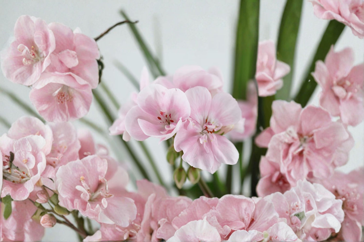 White & Light Pink Scented Geranium Cuttings (3 Pack) – 6" Fresh Cuttings – Pelargonium spp.