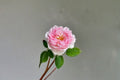 Antoinette Rose Live Plant – Fragrant Own Root Garden Rose
