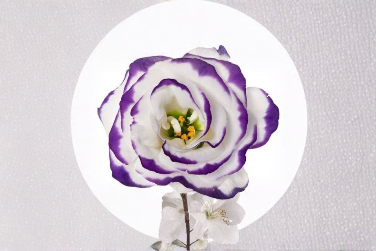Lisianthus 'Excalibur Blue Picotee' Live Plant | 2 Inch Pot | Blue Picotee Lisianthus | Cut Flower Plant | Flower Garden Starter