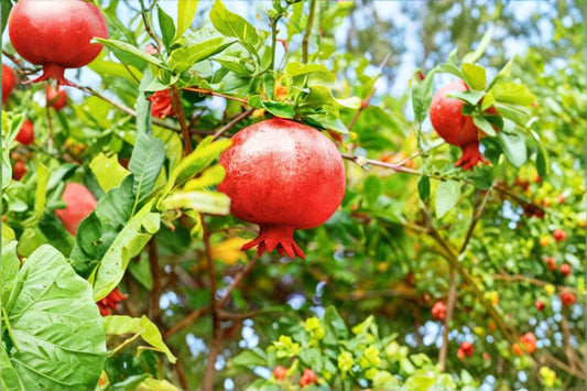 Afganski Russian Pomegranate Live Plant – Cold Hardy – Punica granatum