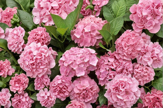 Pink Hydrangea 1 Live Plant – 1 Quart Pot, 6–12 Inches Tall – Dwarf